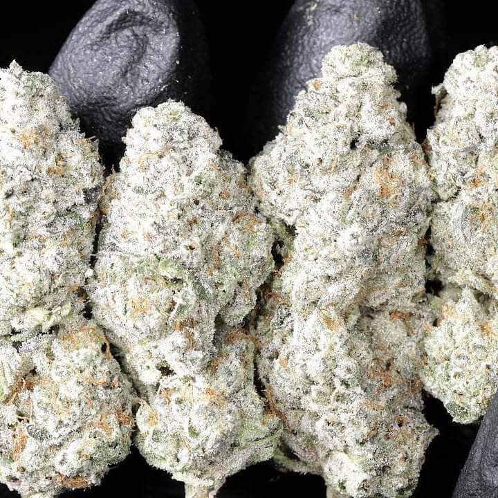 buy albino kush Online UK