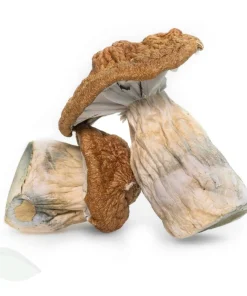 Buy Trans Envy Magic Mushrooms UK